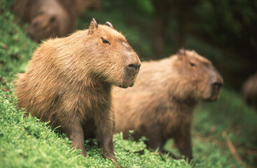 capybaras giant friendly rodent