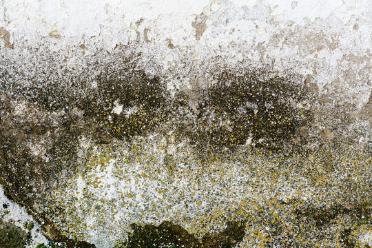 Cracked wall with moss