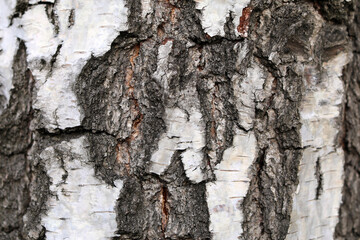 Close up the bark of a birch tree. Wood texture. Nature background. Vertical shot