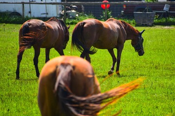 rear view of three brown horses moving their tails