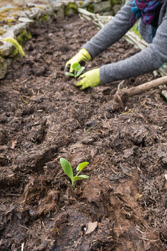 planting courgettes