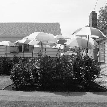 Umbrellas for Roses