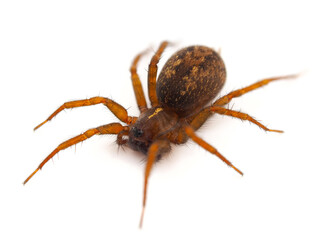 Mediterranean funnel weavers spider isolated on white background, Lycosoides coarctata