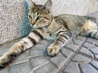 Cat on the street