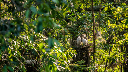Chicks birds of white Egretta Garzetta nesting over the tree in sunset spring.