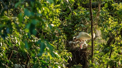 Mother white Egretta Garzetta feeding nestlings in nest. Bbeautiful sunset light