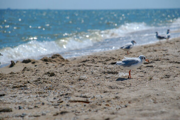 seagull walks along the coast of the sea of azov