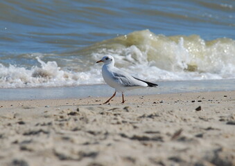 seagull walks along the coast of the sea of azov