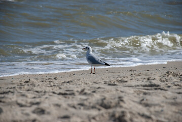 seagull walks along the coast of the sea of azov