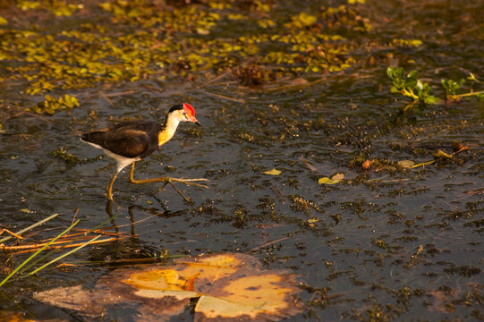 comb-crested jacana walking on water
