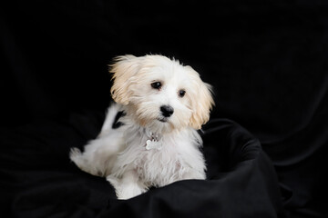 white terrier dog on the black backgorund
