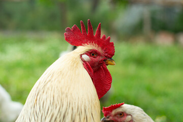 chicken, rooster, bird, animal, farm, hen, poultry, beak, cockerel, agriculture, white, fowl, head, red, nature, feather, comb, domestic, rural, feathers, farming, grass, livestock, portrait, crest