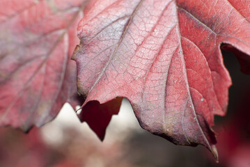 golden autumn is the last warm days filled with yellow and red leaves