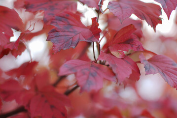 golden autumn is the last warm days filled with yellow and red leaves