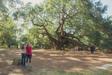 If the Angel Oak could only Talk