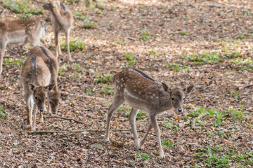 deer