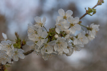 white blooms