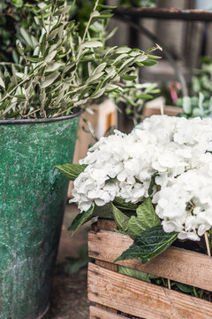 Hydrangea in a box