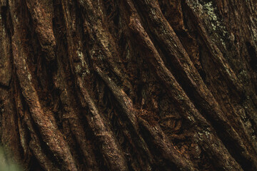 bark of a tree