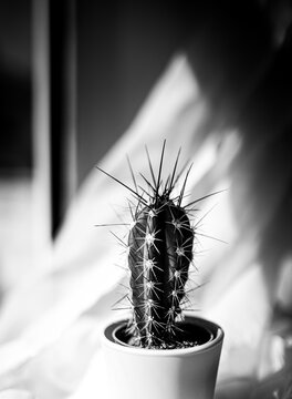 A still life, Cactus.