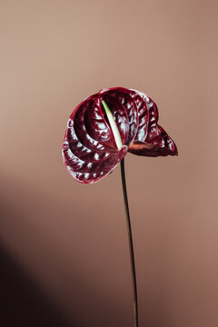 Anthurium
