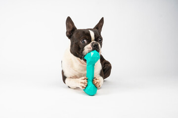 Boston terrier dog playing with bone toy