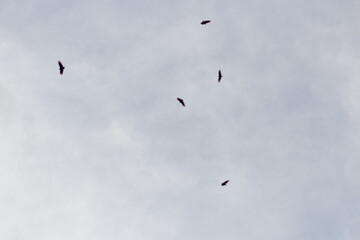 paragliding in the sky