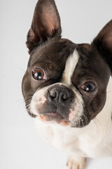 boston terrier dog headshot puppy eyes pointy ears