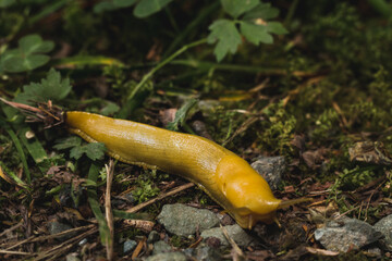 yellow banana slug snail on ground - Powered by Adobe