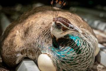 Female Peacock Hatching Eggs 2020 © Marcio