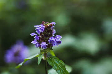 Obraz premium close up of a lavender