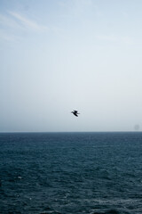 seagull on the sea