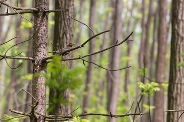 Blackbird sits on a tree branch in the forest and has insects in its beak.
