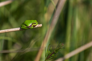 Green tree frog - Hyla arborea sitting curled up on a blade of dry grass.