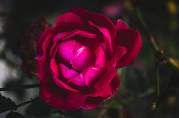 Rosa, decoración, fondo, wallpaper y otros.