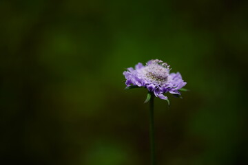 日本固有種の高山植物である松虫草