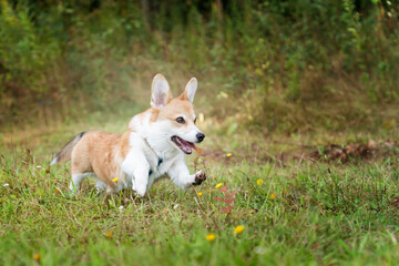 Biegnący corgi © nitka_zaplatana