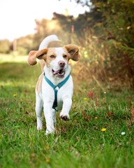 Bięgnący beagle  © nitka_zaplatana