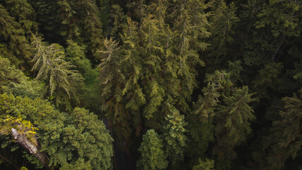 green moss on the tree