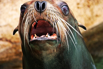Sea Lion Closeup