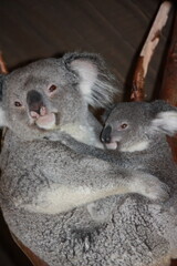 Koala Portrait