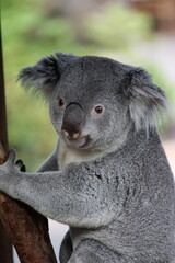Koala Portrait