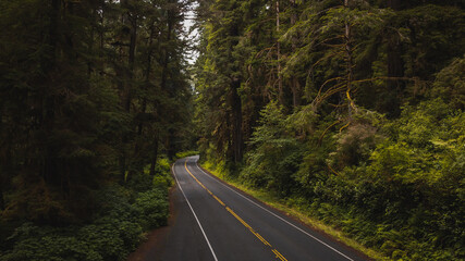 Obraz premium road in the woods