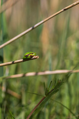 Green tree frog - Hyla arborea sitting curled up on a blade of dry grass.