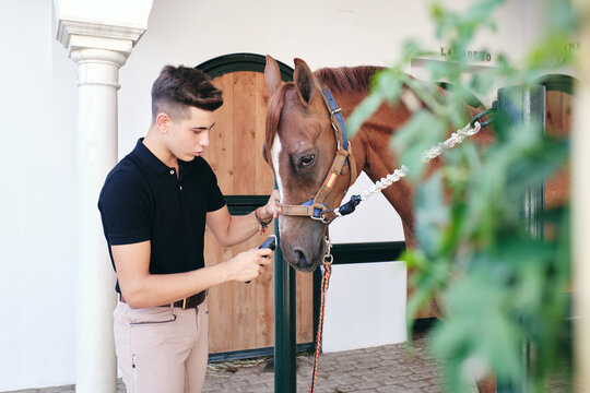 Side view of young busy male equestrian standing in stable using electric razor to shave muzzle of chestnut horse