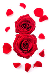 Two red roses in the form of number 8 and petals. Congratulations on the 8th of March. Isolate on white background