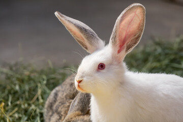 Portrait of a white rabbit. White rabbit bunny close-up.