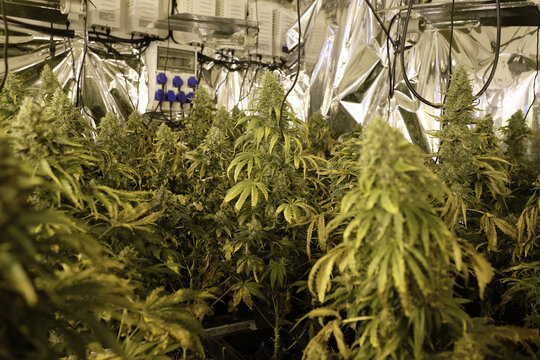 Green bushes of Cannabis plants growing in greenhouse with lab equipment for pharmaceutical industry