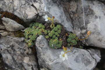 Gelb blühende Pflanze im Gebirge