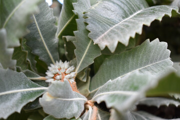 Closeup of swamp white oak foliage